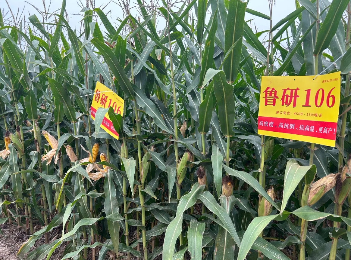 持证种业企业达124家 种业及相关产业产值125亿元(图2)