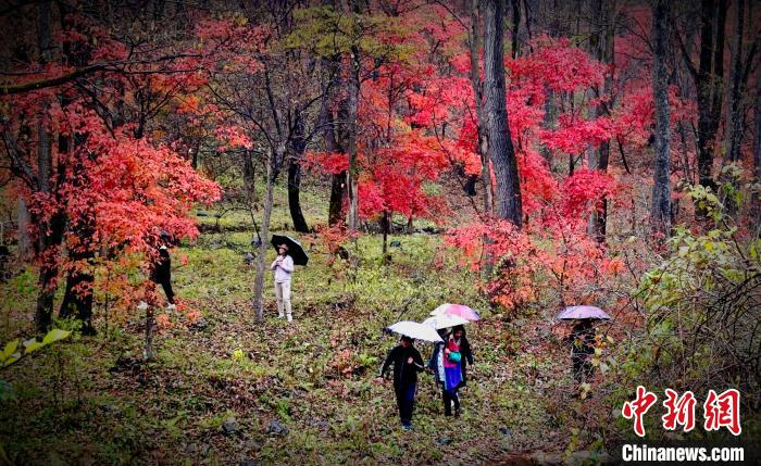 “奔县游”带火吉林小城“红叶经济”(图1)